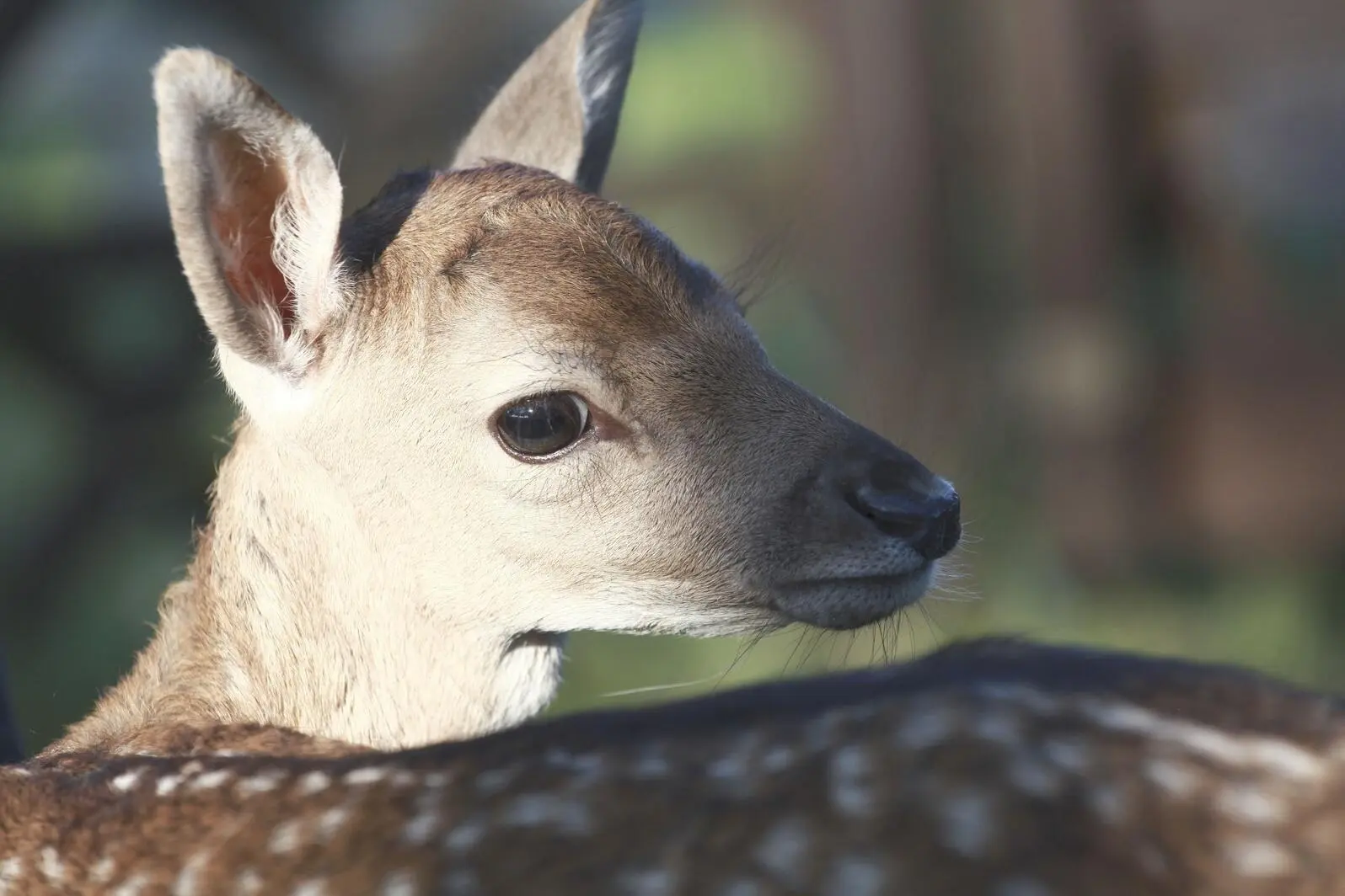 Auch beim Damwild sind die ovale Iris und die Tasthaare um die Augen und dem - фото 14