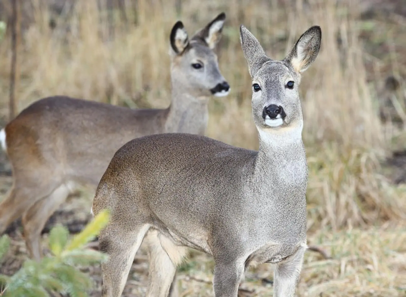 Grundwissen über Rehe Rehe gehören zu einer der am häufigsten untersuchten - фото 5