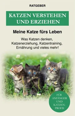 Meine Katze fürs Leben Ratgeber Katzen verstehen und erziehen обложка книги