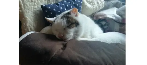 Nun ist es Nacht geworden Ich durfte heute Abend meine neue Decke mit ins - фото 10