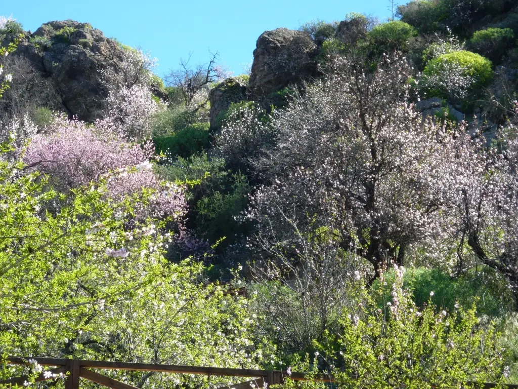 Mandelblüte auf Gran Canaria 9 Pfälzer Wald vom 19 26052014 Mit dem - фото 5