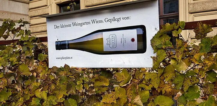 Klein aber fein 19 Kleinster Weingarten Neben den großen Wiener - фото 99