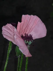 Ute Baran - Steter Wind