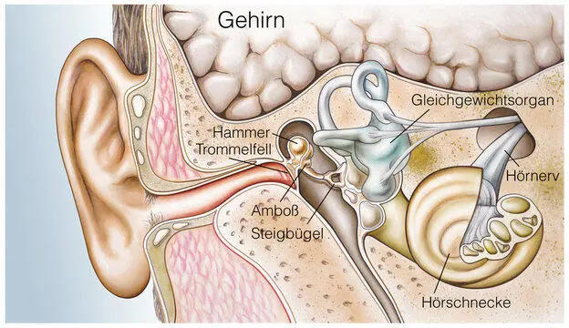 OhrGehörSchädigungen im Überblick Bevor ich zu den einzelnen Krankheiten - фото 3