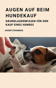André Sternberg Augen auf beim Hundekauf обложка книги