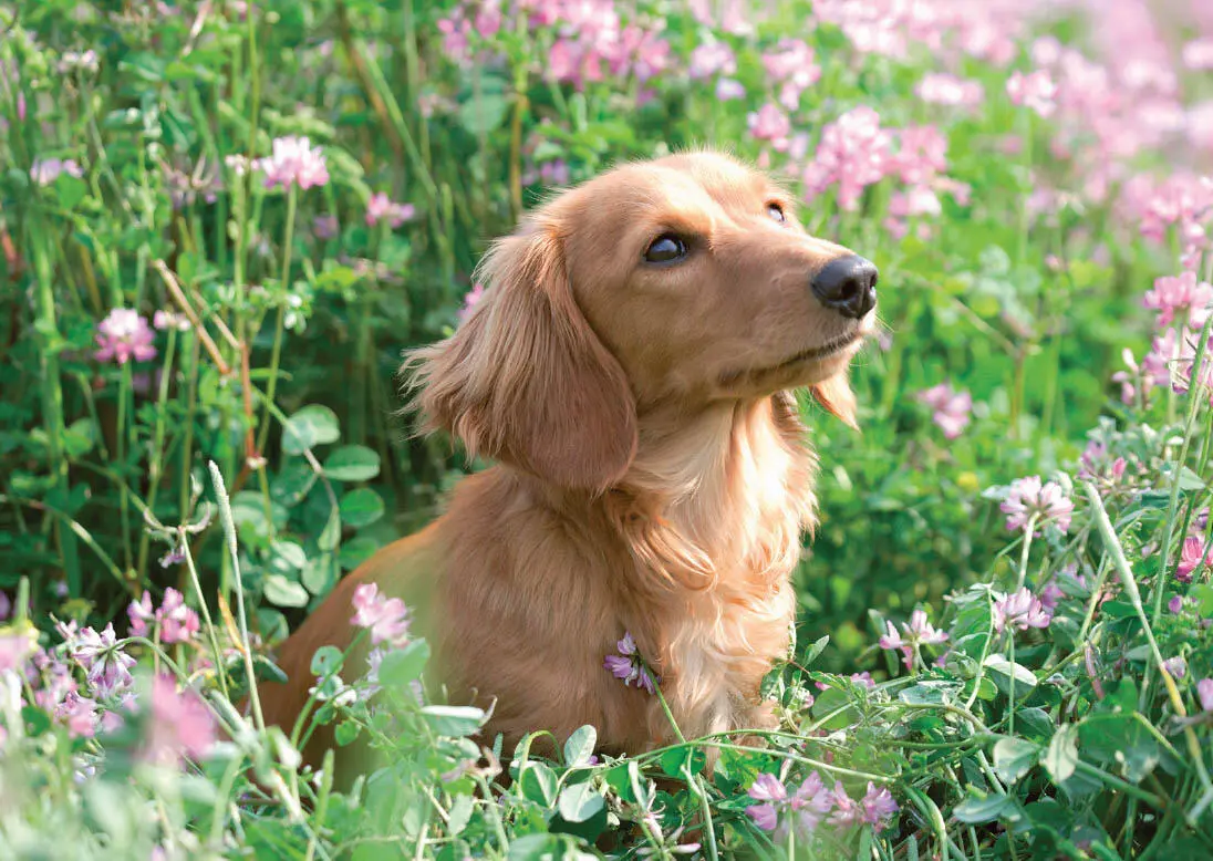 Ist der Hund glücklich ist es auch der Mensch Manche Heilpflanzen enthalten - фото 4