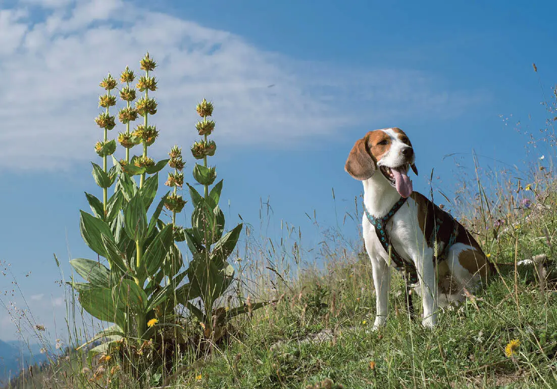 Beagle mit gelbem Enzian Mineralstoffe und Spurenelemente Sie spielen vor - фото 6
