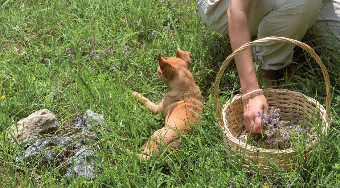 Bei Erntespaziergängen ist auch Ihr Hund gern dabei Trocknen Bevor Sie - фото 8