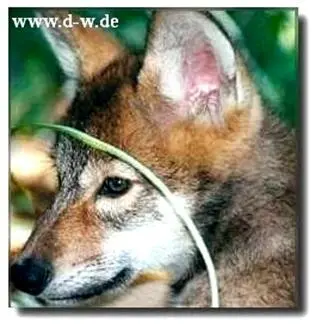 Am nächsten Morgen nach der Flucht vor dem Luchs kroch der Welpe - фото 12