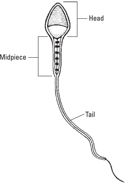 Illustration by Kathryn Born MA FIGURE 22Sperm are compact swimming - фото 28