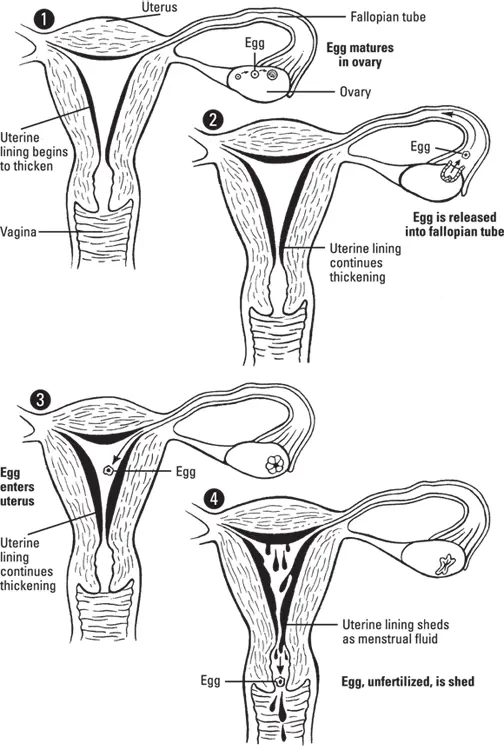 Illustration by Kathryn Born MA FIGURE 21Every event in the menstrual cycle - фото 26