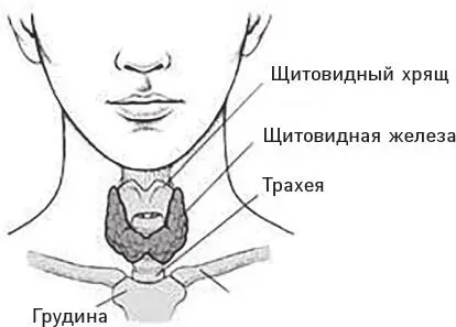 Рисунок 1 Щитовидная железа Beers MH ed The Merck Manual of Medical - фото 1