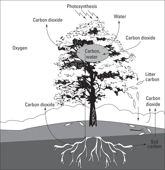 John Wiley Sons Inc FIGURE 25How trees and soil work sidebyside with - фото 33