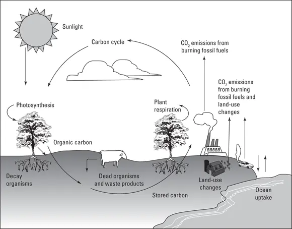 John Wiley Sons Inc FIGURE 22The carbon cycle The next sections - фото 28