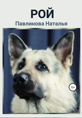 Наталья Павлинова - Рой