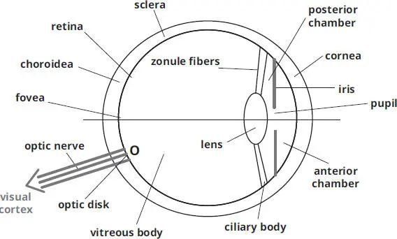 Abb 21 Aufbau des menschlichen Auges O optic disk blinder Fleck der - фото 10