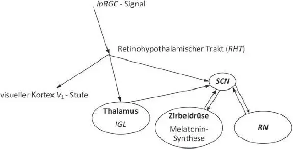 Abb 311 Verarbeitungszentren und Ubertragungsbahnen des ipRGCSignals mit dem - фото 67