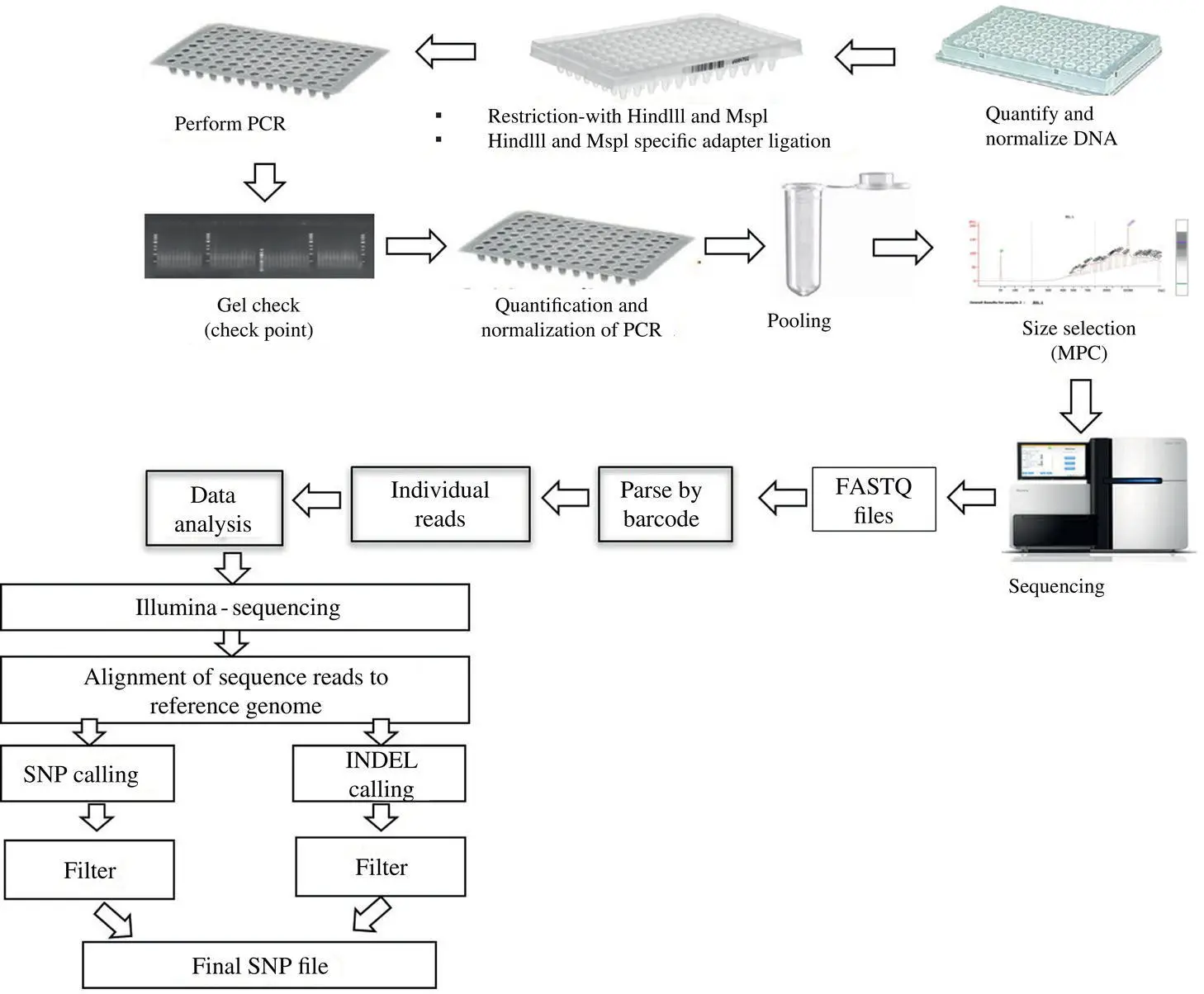 Figure 11 An example of GBS and GBS data analysis workflow for identification - фото 5