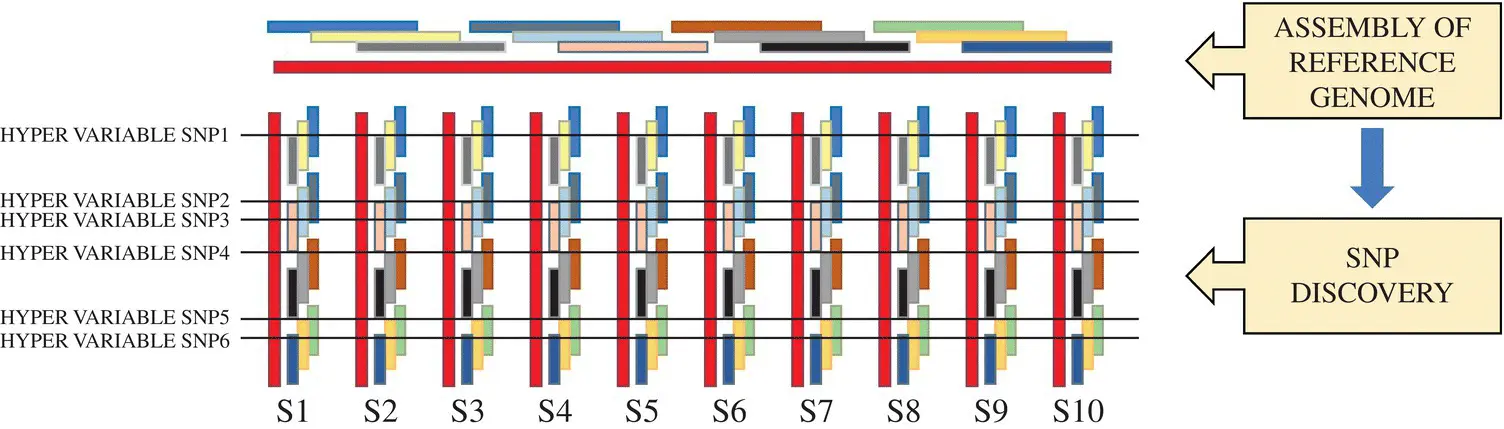 Figure 21 A pipeline for SNP discovery S1S10 are different diverse accession - фото 7