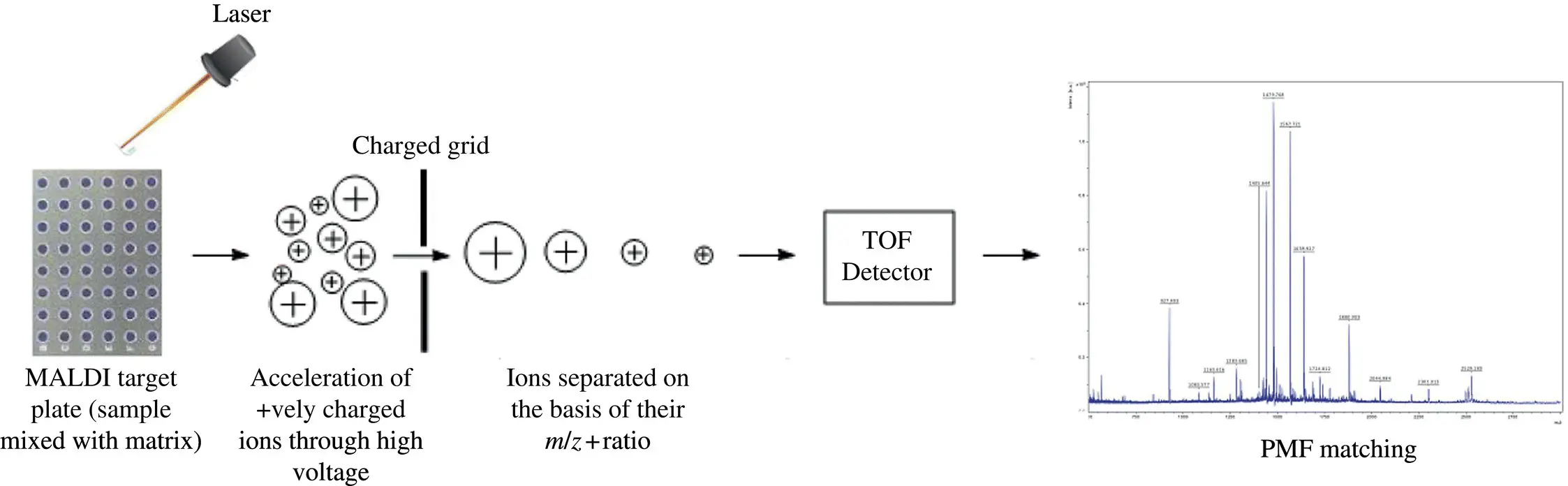 Figure 24 Schematic illustration of workflow in a MALDITOF MS Source The - фото 10
