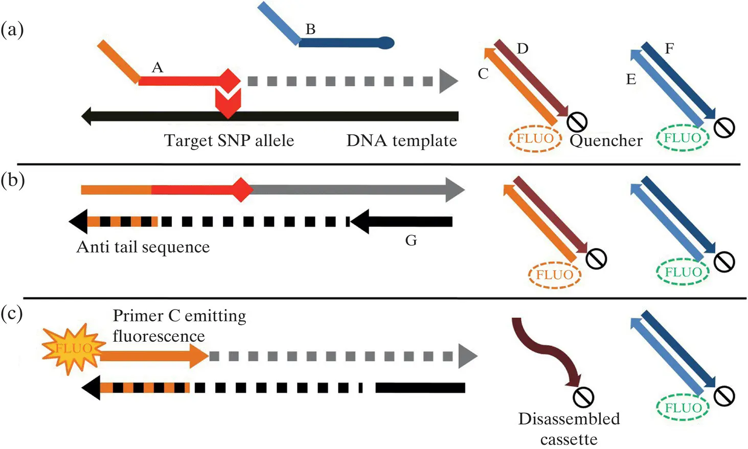 Figure 12 Steps in KASP reaction a annealing allelespecific primer binds - фото 6