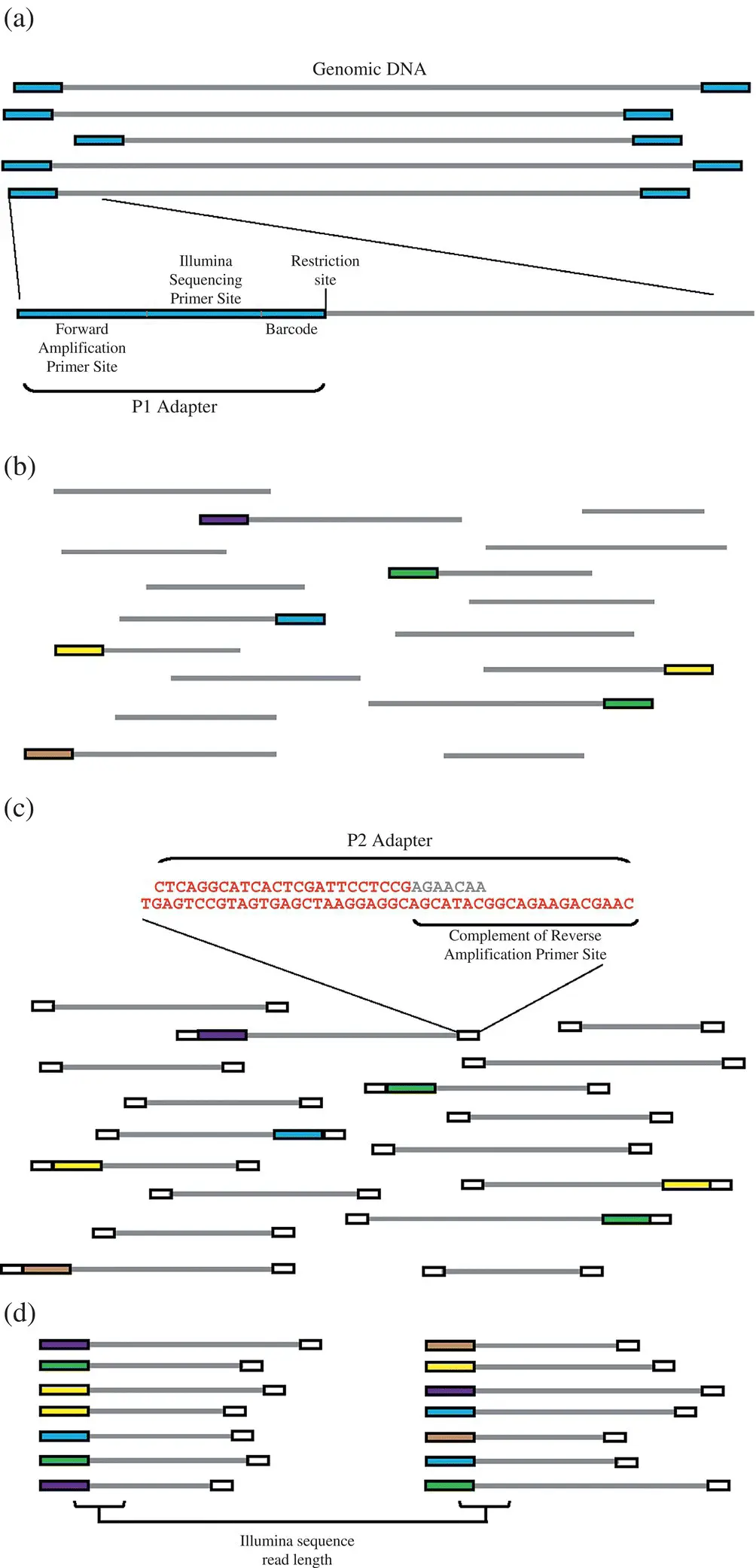 Figure 23 Illustration of various steps involved in the generation of - фото 9