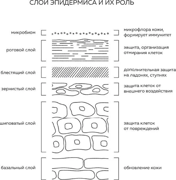 РЕЦЕПТОРЫ КОЖИ Кожа огромный сложно устроенный и до сих пор не до конца - фото 2
