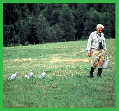 Lorenz entdeckte dass junge Gänse und andere Jungvögel sich direkt nach dem - фото 113