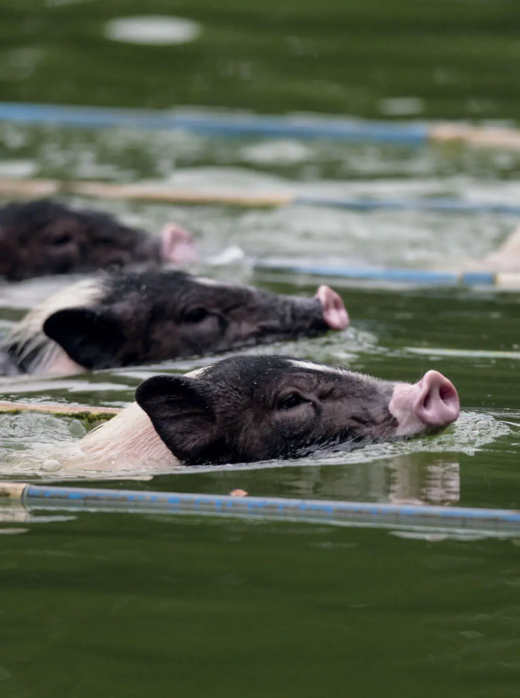 Schweine Schwimmen Synchron eV - фото 14