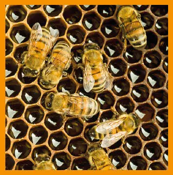 Die Arbeitsteilung fleißiger Insektenerzeugt im Bienenstock nicht nur ein - фото 43
