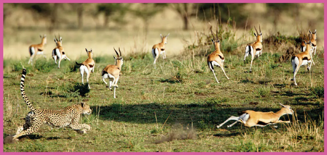 Ein Gepardverfolgt eine ThomsonGazelle Die RäuberBeuteGleichungen - фото 55