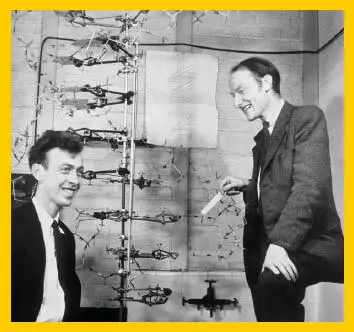 Die MolekularbiologenJames Watson links und Francis Crick rechts 1953 mit - фото 42