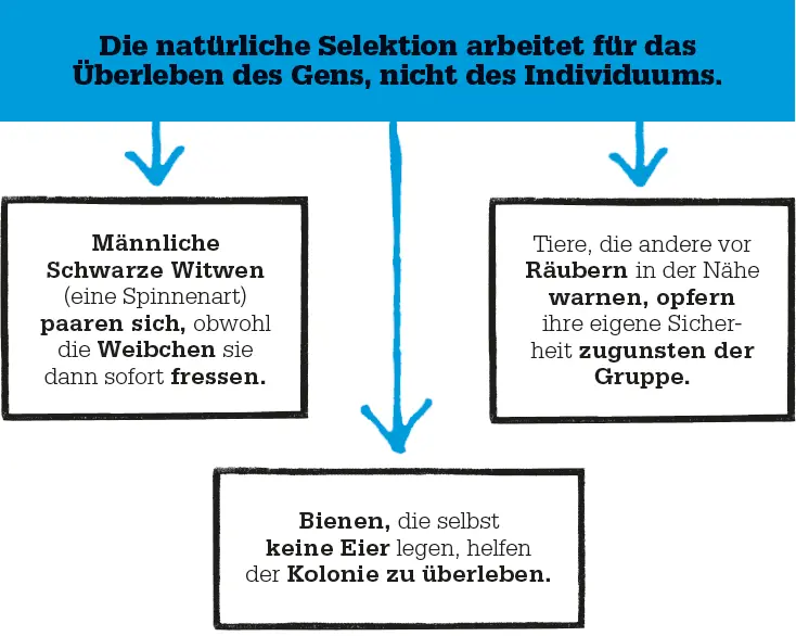 Egoismus und Altruismus Der Egoismus der Gene führt meist zu egoistischem - фото 50