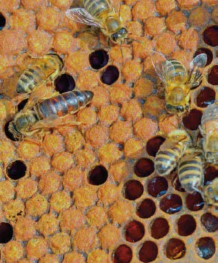 Bei den Honigbienenversorgen weibliche Arbeitsbienen die Königin bauen - фото 34