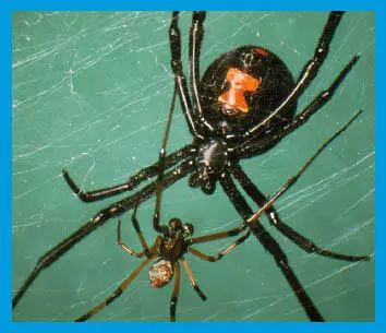 Eine männliche Schwarze Witwenähert sich dem riesigen Weibchen Er gibt beim - фото 49