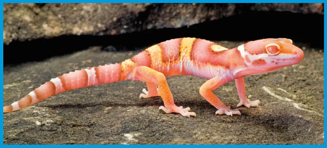 Albinismuswie bei diesem Leopardgecko ist eine Mutation durch die Pigmente - фото 30