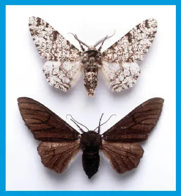 Zwei Birkenspannerzeigen beispielhaft Evolution Der untere ist ein Beispiel - фото 32