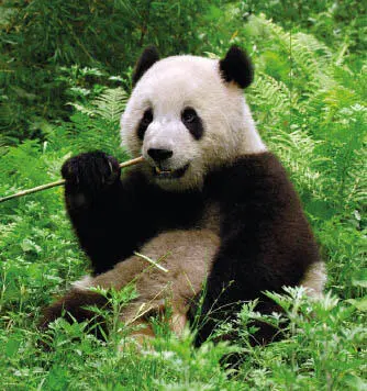 Der Große Panda belegt eine sehr spezialisierte ökologische Nische denn er - фото 64
