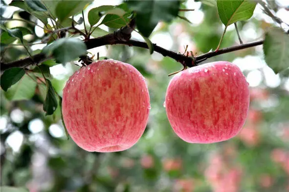 Заграница Полосатые румяные яблоки Гала подсохли на компот Синяя крупная - фото 2