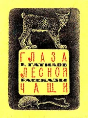 Виталий Гатилов - Глаза лесной чащи