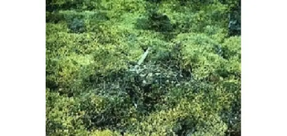 Состав щебня определяли по высыпкaм в кочках морозного вспучивания Определять - фото 33