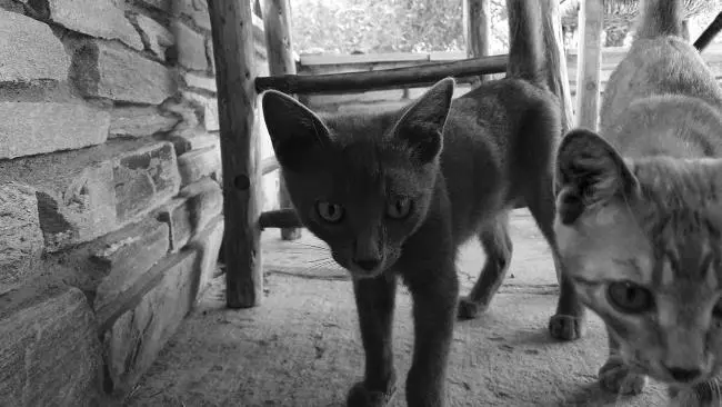 Коты с родины Аристотеля На остановке встретил Игоря и мы решили подняться ко - фото 11
