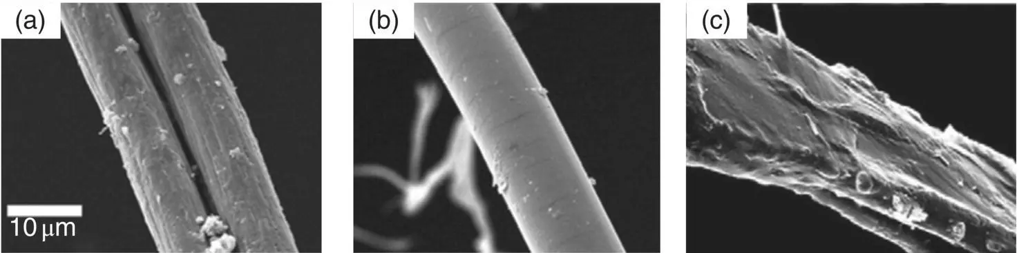 Figure 13 SEM of typical fibers a polyestercotton blend b polyester - фото 4