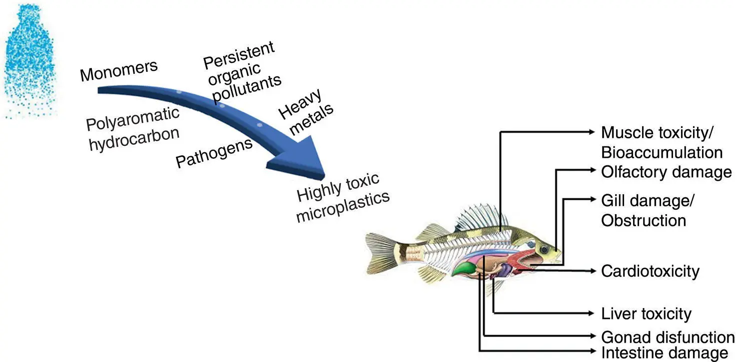 Figure 33 Associated chemical toxicants entering marine organisms have - фото 12
