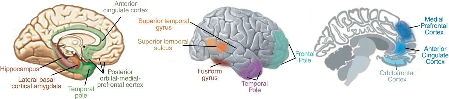 Figure 35 Candidate social brain regions Reproduced with permission from - фото 6