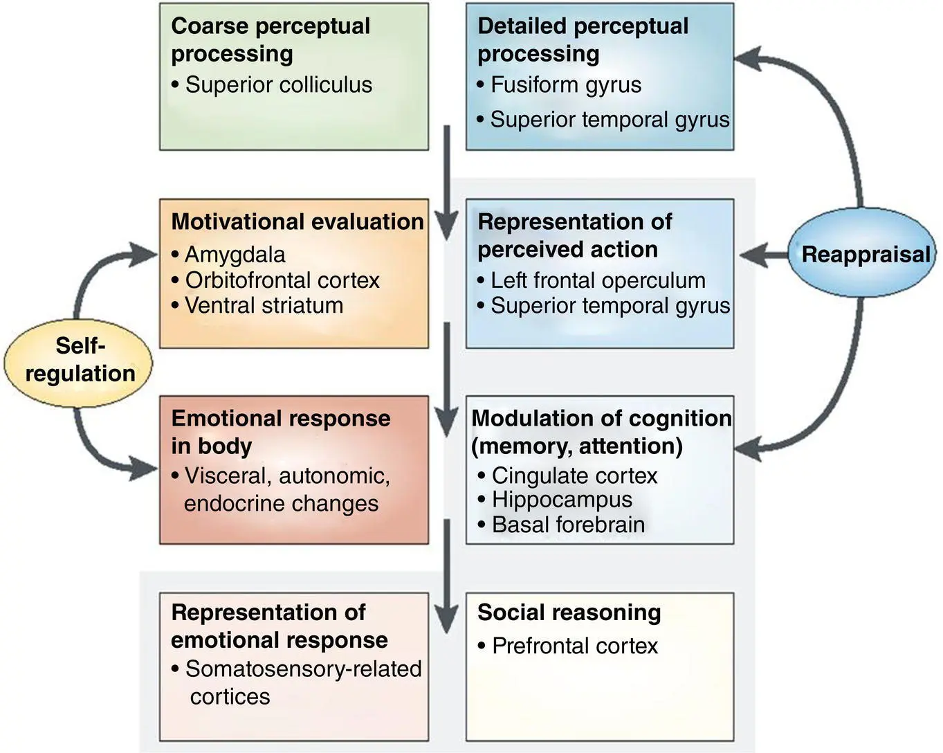 Figure 36 Critical regions and reciprocal relations of the social brain - фото 7