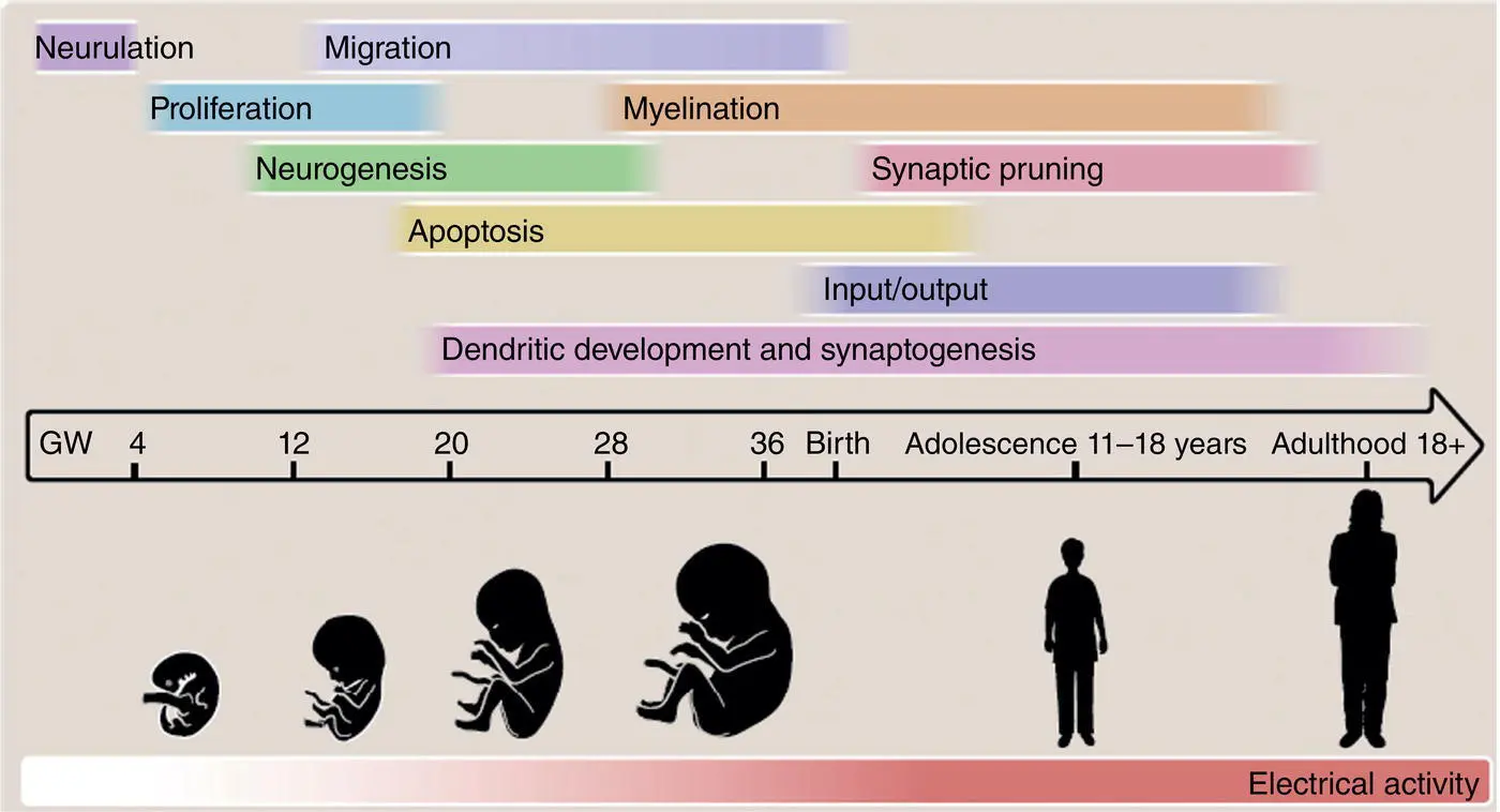 Figure 31 Schematic representation of the processes guiding human cortical - фото 2
