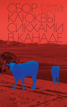 Елена Толстая Сбор клюквы сикхами в Канаде обложка книги