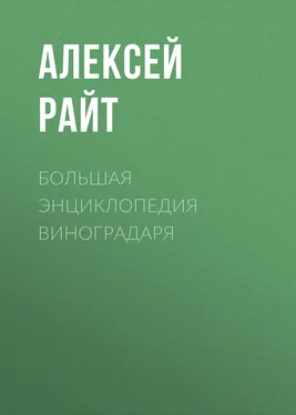 Алексей Райт Большая энциклопедия виноградаря обложка книги