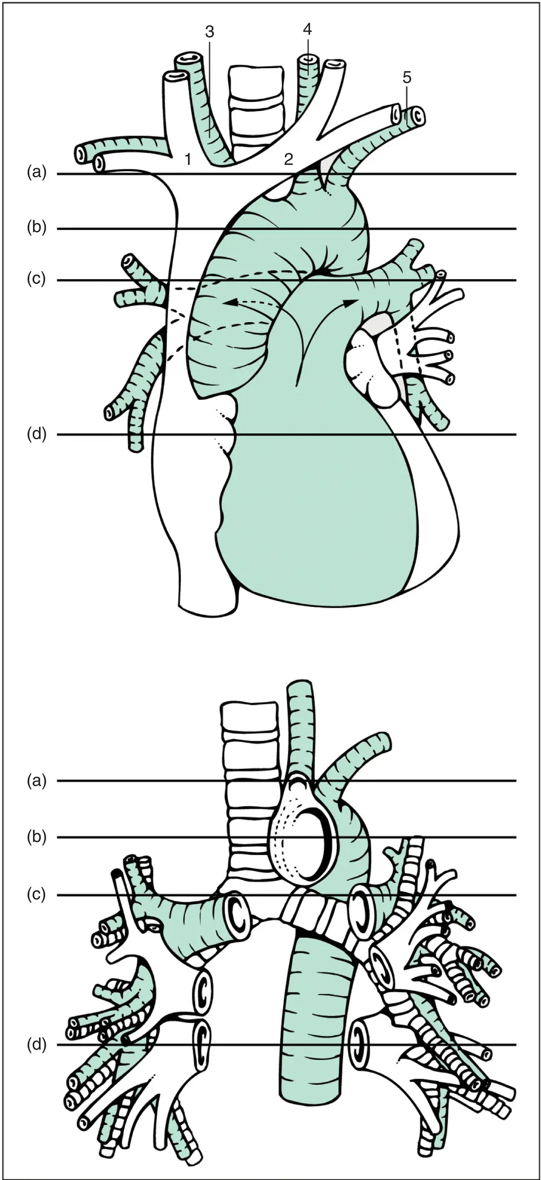 Figure 410 Mediastinal structuresPrincipal blood vessels and airways Top - фото 55